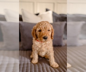 Goldendoodle Puppy for sale in KINGSPORT, TN, USA