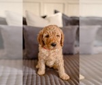 Small Goldendoodle