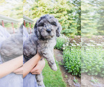Small #1 Bernedoodle (Miniature)