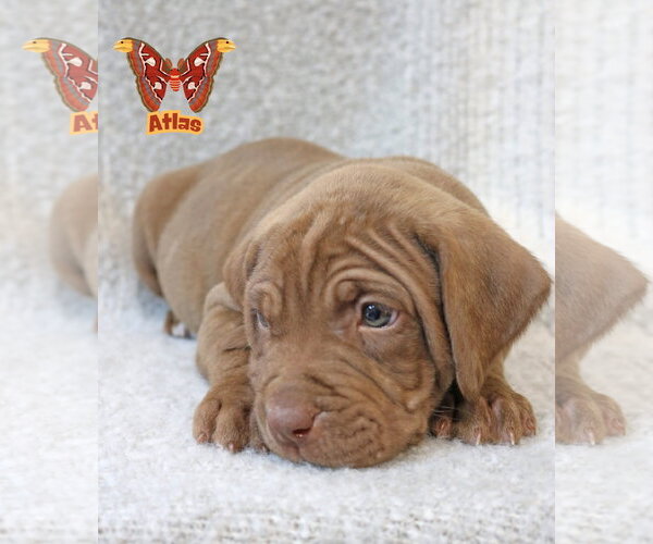 Medium Photo #7 Mutt Puppy For Sale in Wakefield, RI, USA