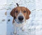 Small #3 Beagle