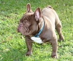 Small #5 French Bulldog