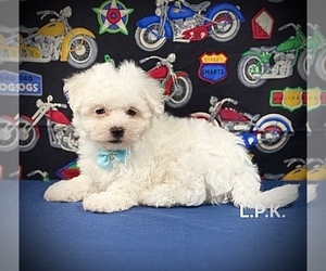 Maltese Puppy for sale in WINNSBORO, LA, USA