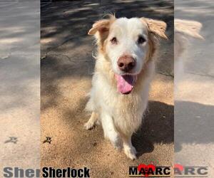 Great Pyrenees-Spaniel Mix Dogs for adoption in Maryville, TN, USA