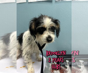 Mutt Dogs for adoption in Woodbury, NY, USA