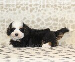 Small #1 Miniature Bernedoodle