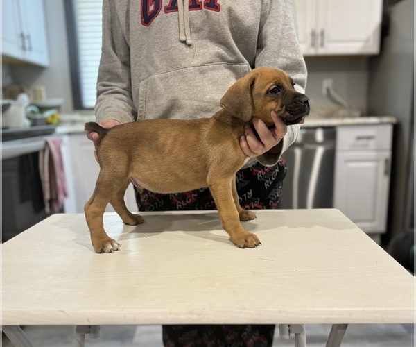 Medium Photo #3 Cane Corso Puppy For Sale in PORTLAND, OR, USA