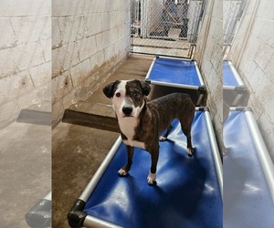 Mutt Dogs for adoption in El Centro, CA, USA