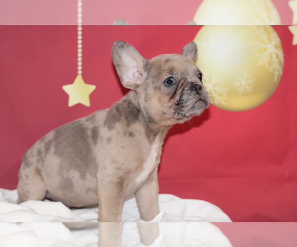 Medium Photo #1 French Bulldog Puppy For Sale in E GREENWICH, RI, USA