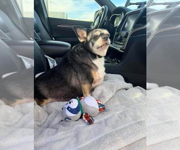 Medium Photo #8 Chihuahua-Unknown Mix Puppy For Sale in Vail, AZ, USA