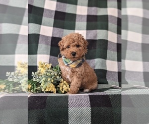 Bichpoo Puppy for sale in NEW HOLLAND, PA, USA