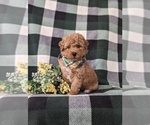 Small Photo #1 Bichpoo Puppy For Sale in NEW HOLLAND, PA, USA