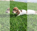 Puppy Hurley Dachshund