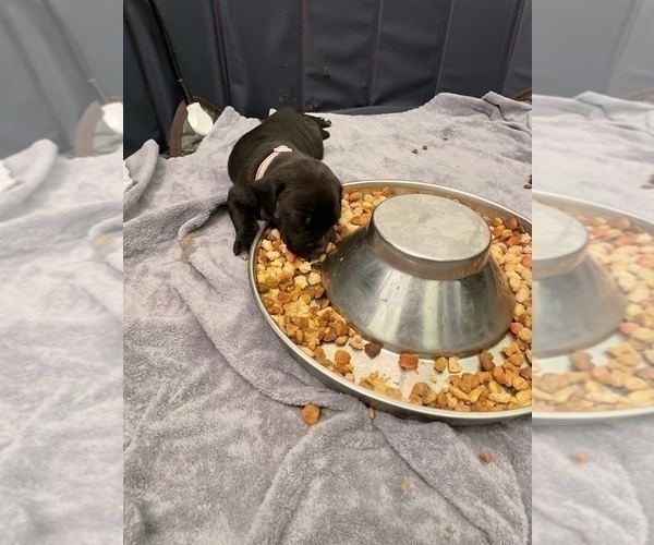 Medium Photo #14 American Pit Bull Terrier Puppy For Sale in TACOMA, WA, USA