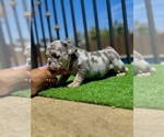 Small #3 English Bulldog