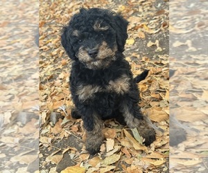 Bernedoodle (Miniature) Puppy for sale in LONGMONT, CO, USA