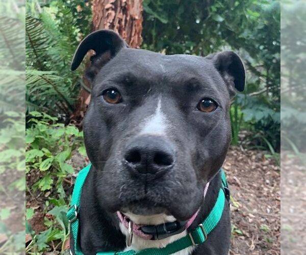 Medium Photo #2 Staffordshire Bull Terrier-Unknown Mix Puppy For Sale in Sequim, WA, USA