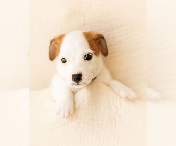 Medium Photo #2 Dachshund Puppy For Sale in Corona, CA, USA