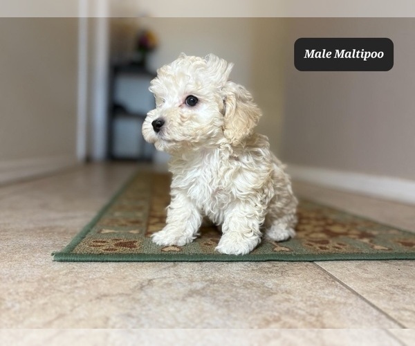 Medium Photo #4 Maltipoo Puppy For Sale in TUCSON, AZ, USA