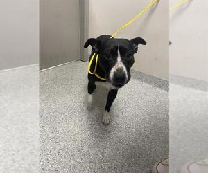 American Pit Bull Terrier Dogs for adoption in Pasadena, TX, USA