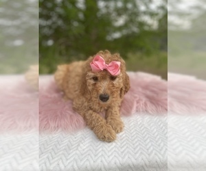 Goldendoodle Puppy for sale in KISSIMMEE, FL, USA