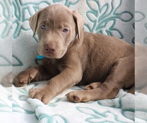 Labrador Retriever Puppy for sale in CHARLOTT HALL, MD, USA