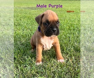 Boxer Puppy for sale in GREENVILLE, NC, USA