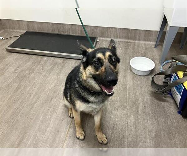 Medium Photo #1 German Shepherd Dog Puppy For Sale in Pasadena, CA, USA