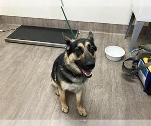 German Shepherd Dog Dogs for adoption in Pasadena, CA, USA