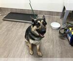 Small German Shepherd Dog