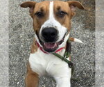 Small #2 American Pit Bull Terrier Mix