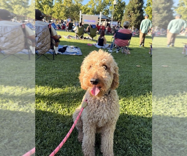 Medium Photo #1 Bernedoodle Puppy For Sale in WINDSOR, CA, USA