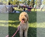 Small Photo #1 Bernedoodle Puppy For Sale in WINDSOR, CA, USA