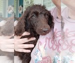 Puppy 1 Poodle (Standard)