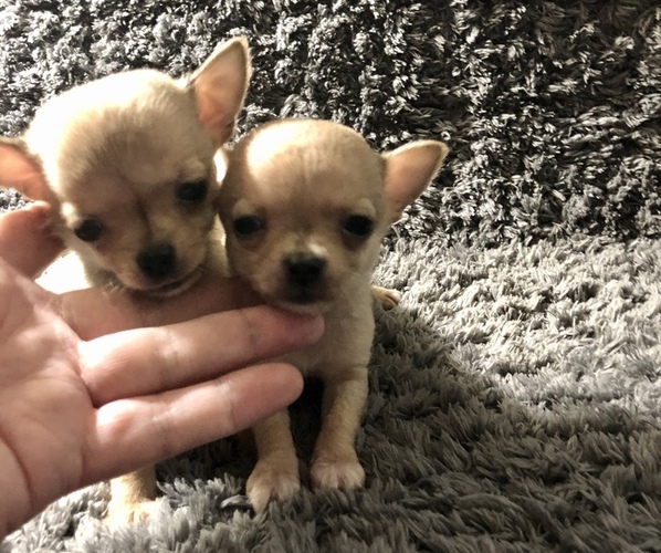 View Ad Chihuahua Puppy for Sale near Pennsylvania, HARRISBURG, USA
