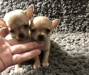 Chihuahua Puppy for sale in HARRISBURG, PA, USA