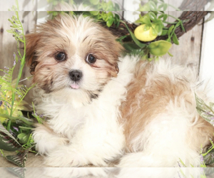 Shih Tzu Puppy for sale in MOUNT VERNON, OH, USA