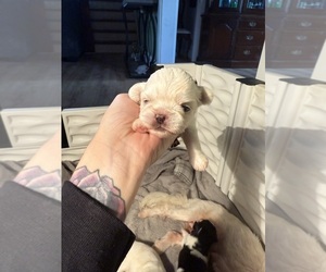 Medium Shih Tzu