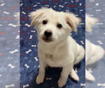 Small #7 Great Pyrenees-Red Heeler Mix