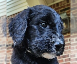 Aussiedoodle Puppy for sale in COLUMBIA, TN, USA