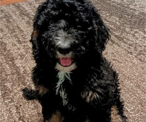 Bernedoodle Puppy for sale in NORTH WILKESBORO, NC, USA