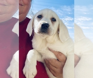 Labrador Retriever Dog for Adoption in PALMDALE, California USA