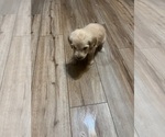Small Photo #22 Goldendoodle Puppy For Sale in LASCASSAS, TN, USA