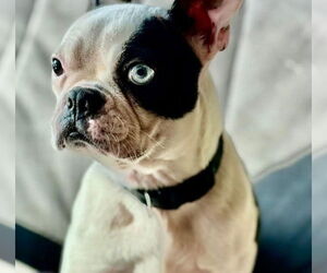 Medium Boston Terrier