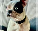 Small Boston Terrier