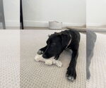 Small #1 Borador