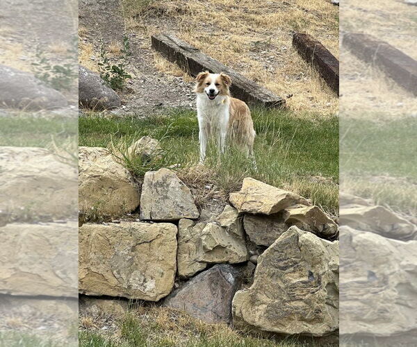 Medium Photo #2 Border Collie-Unknown Mix Puppy For Sale in Sandy, UT, USA