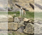 Small #1 Border Collie Mix