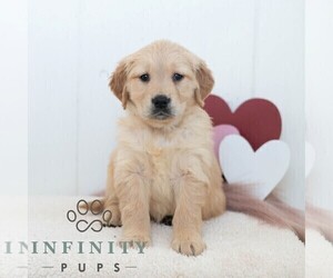 Golden Retriever Puppy for sale in NEWPORT, PA, USA