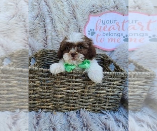 Medium Photo #1 Shih Tzu Puppy For Sale in INDIANAPOLIS, IN, USA